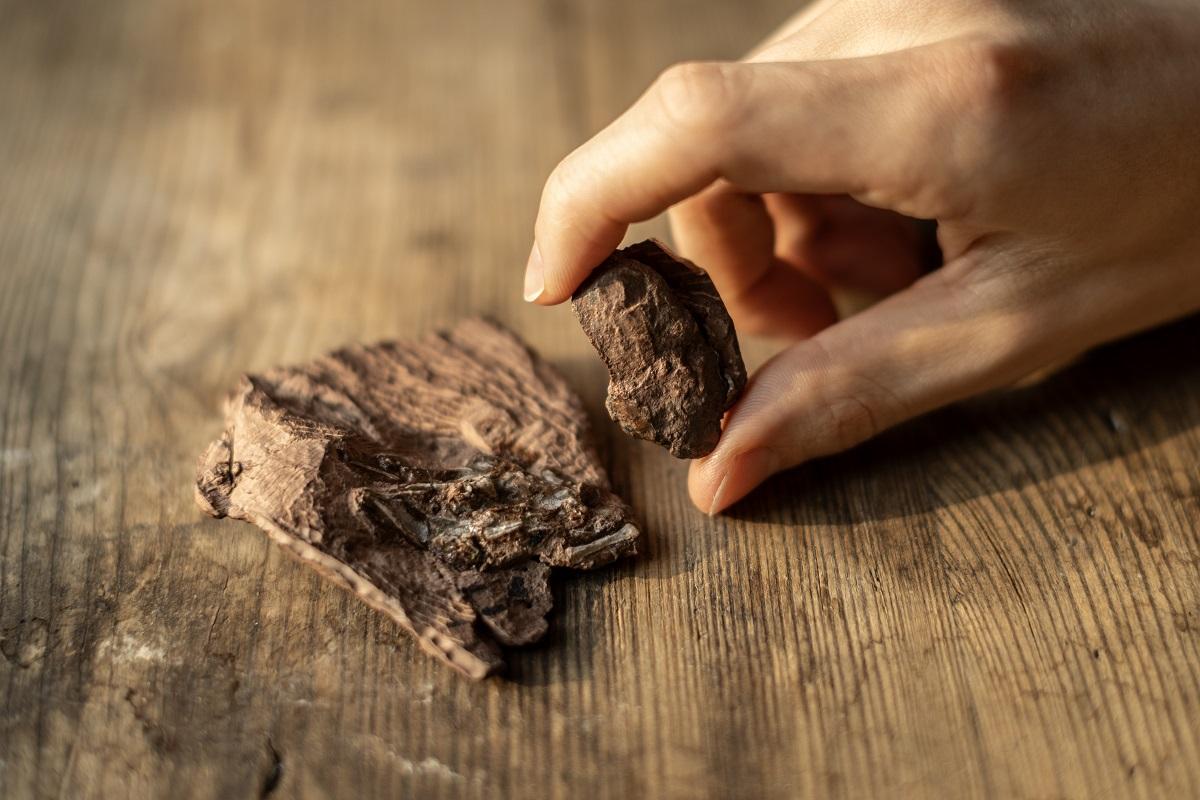 Two small reddish-brown stones – fossilised (un)digested remains of vertebrates.