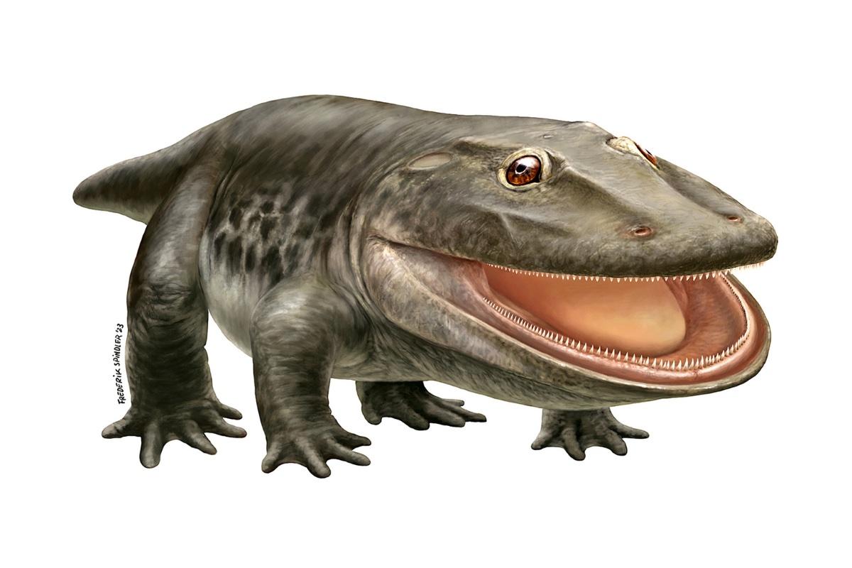 Life reconstruction of Stenokranio boldi