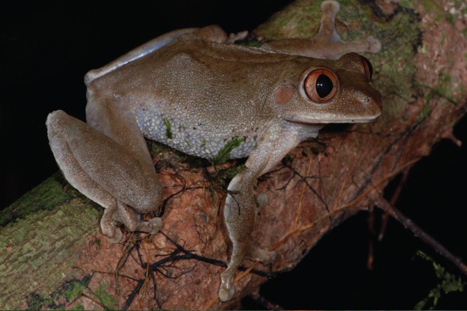 Säbelzahnfrosch