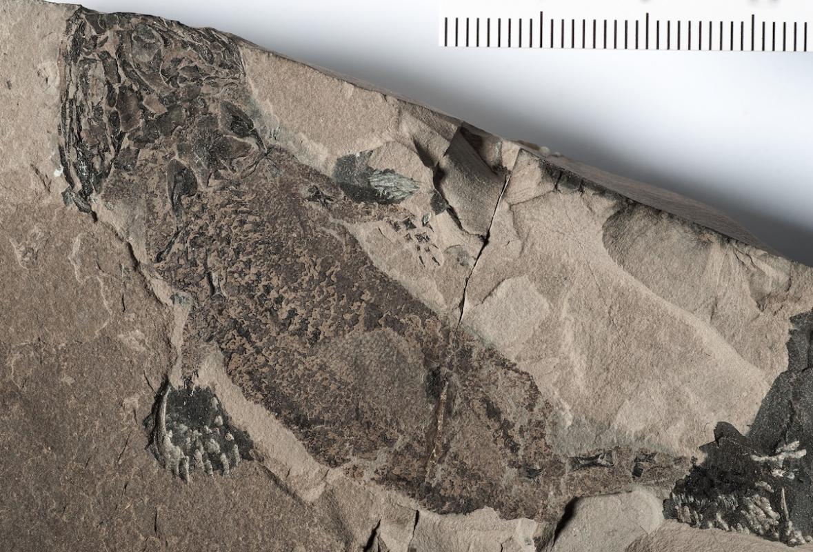 Fossil von Micromelerpeton credneri in der Sammlung des Museum für Naturkunde Berlin