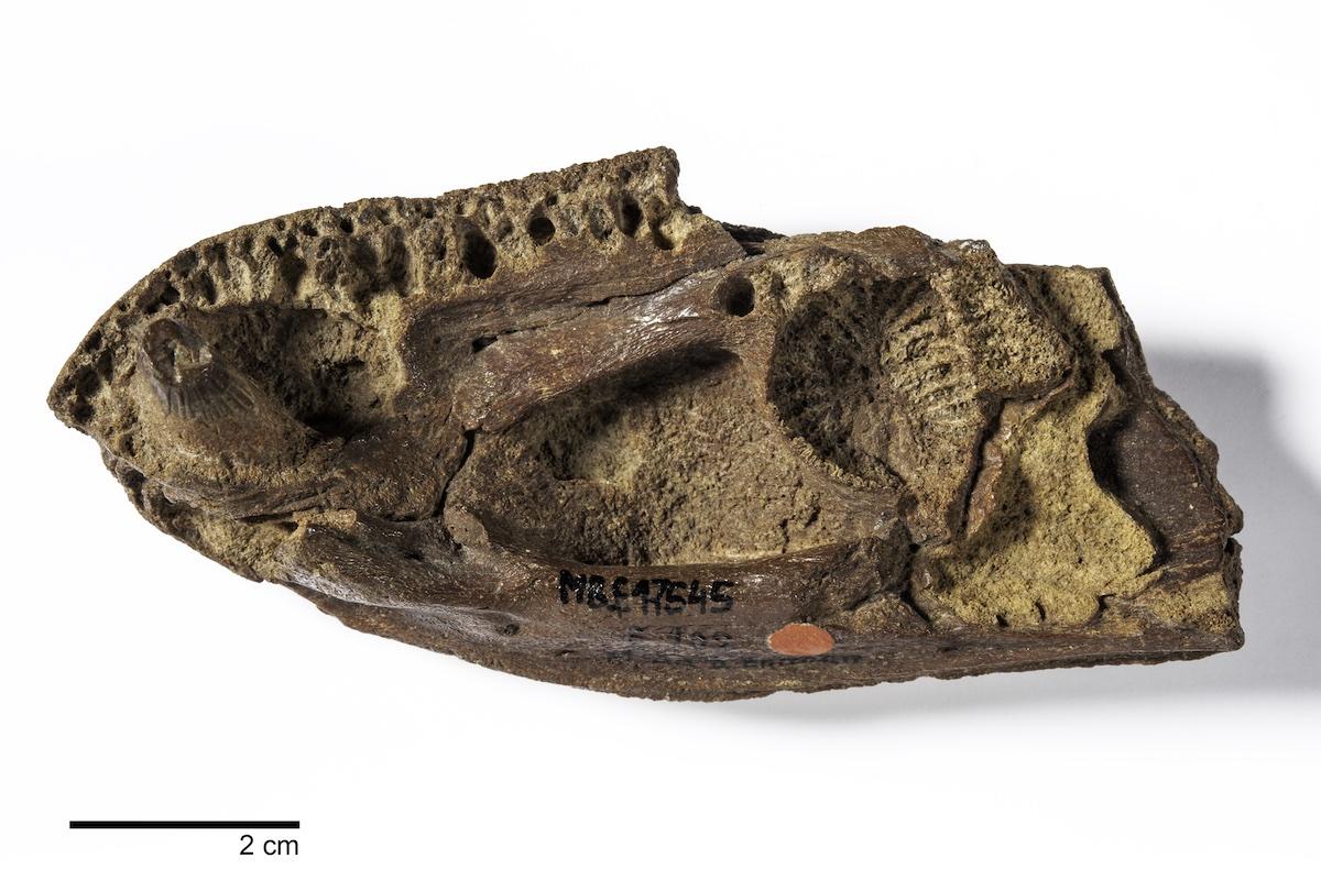 Panderichthys rhombolepis aus der Sammlung des Museums für Naturkunde Berlin