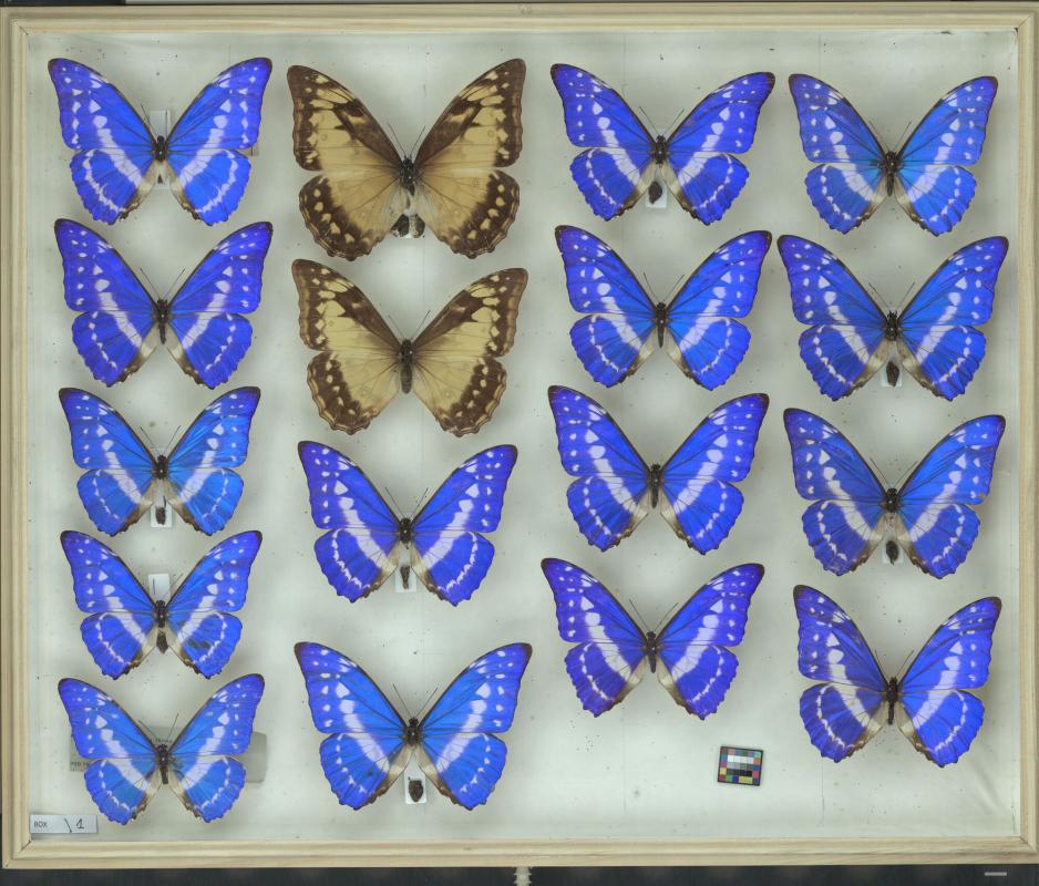 Insektenkasten aus der Schmetterlingssammlung (Lepidoptera), Inventarnummer MFNB_Lep_Schultze_SK_D0010, Lizenz: CC0