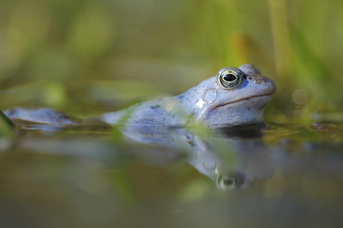 Moorfrosch_Solvin Zankl (2).jpg