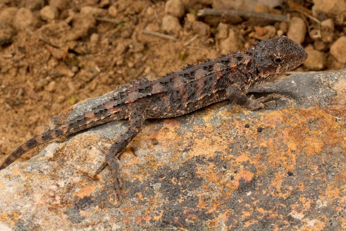 Mountain Dragon, Rankinia diemensis. Grampians National Park, Victoria Mountain Dragon, Rankinia diemensis. Grampians National Park, Victoria