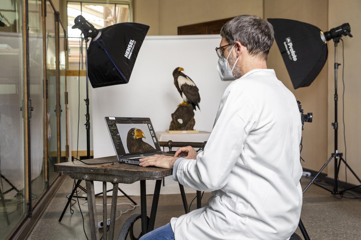 Ein historisches Vogelpräparat wird im Zuge unserer Sammlungserschließung fotografiert