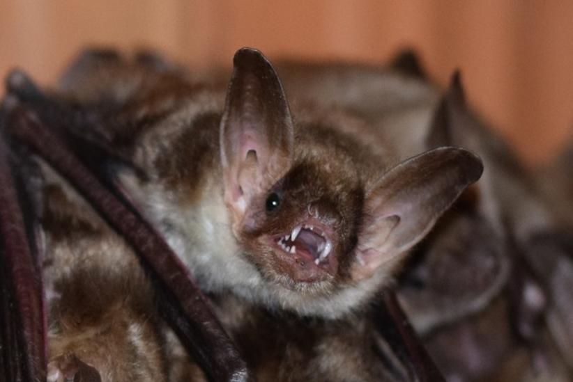 Fledermaus der Art Großes Mausohr hängend im Quartier