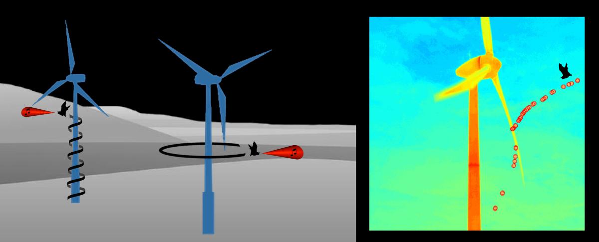 Schemazeichnung und stereo-thermische 3D-Rekonstruktion der Flugbahn von Fledermäusen um Windenergieanlagen.