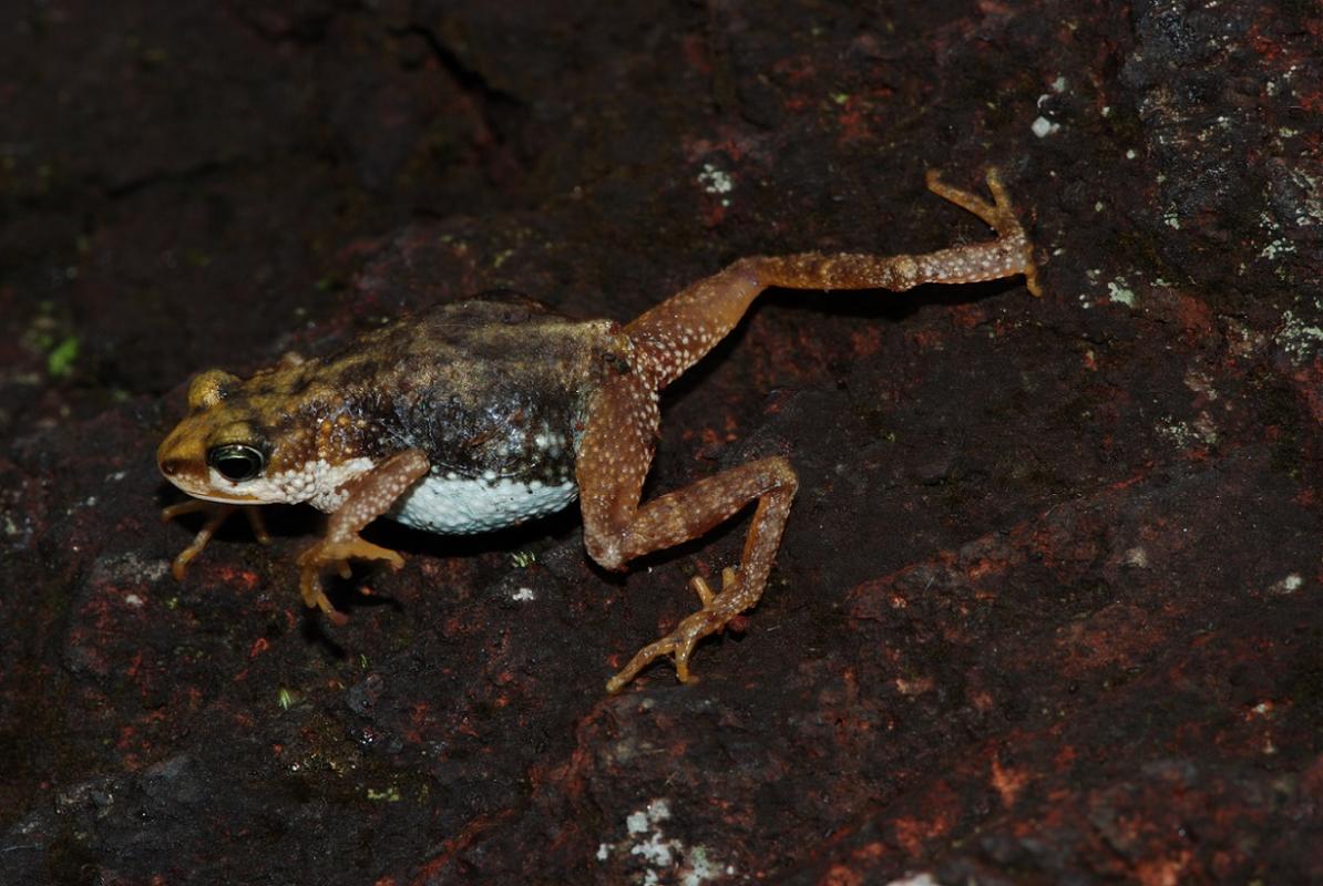 Die Nimbakröte Westafrikas, die einzig wirklich lebendgebärende Froschart, ist akut vom Klimawandel bedroht. 