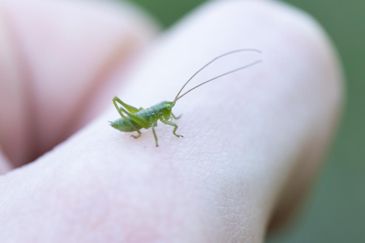 A nymph of the great green bush-cricket sits on a hand