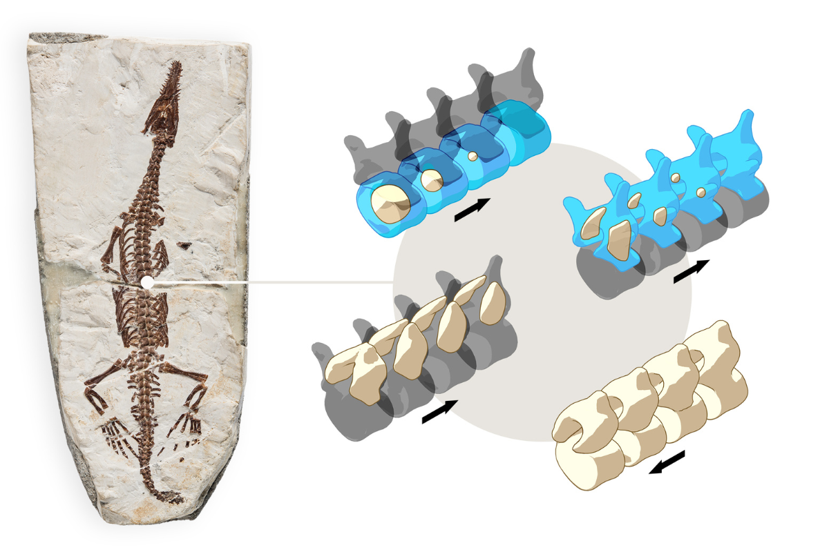 The vertebral column develops in the same way in modern animals as it did  300 million years ago | Museum für Naturkunde