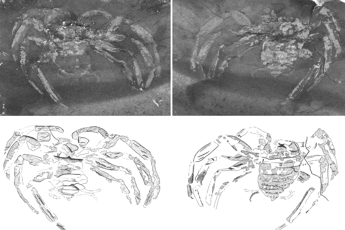 Fotos und Nachzeichnungen Fossilien 