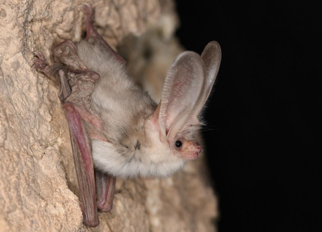 Nahaufnahme einer Turkestan-Langohr Fledermaus