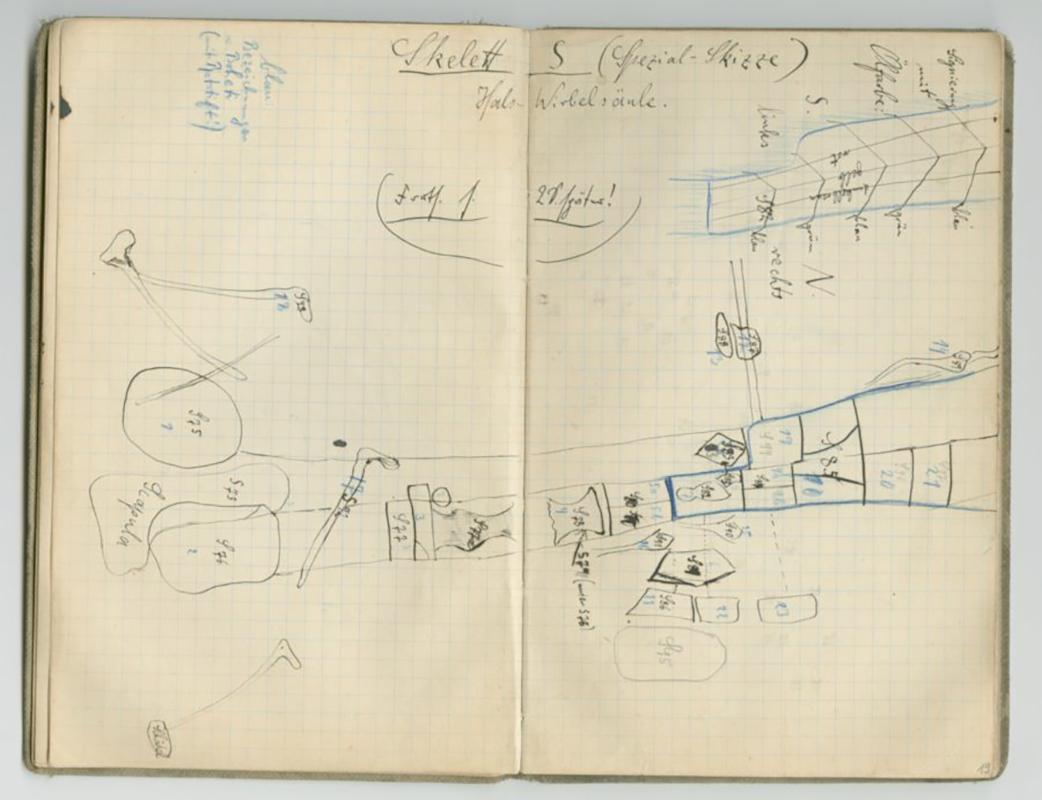 page from sketch book of Tendaguru expedition
