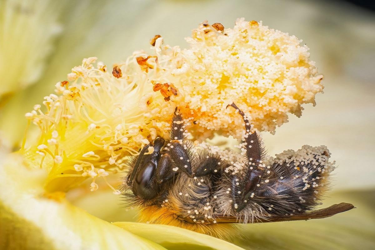 Biene sammelt Pollen auf einer Blüte