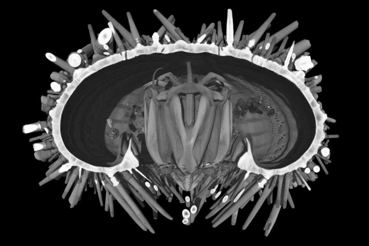 3. Paracentrotus lividus, µCT Rekonstruktion (Computertomographie)