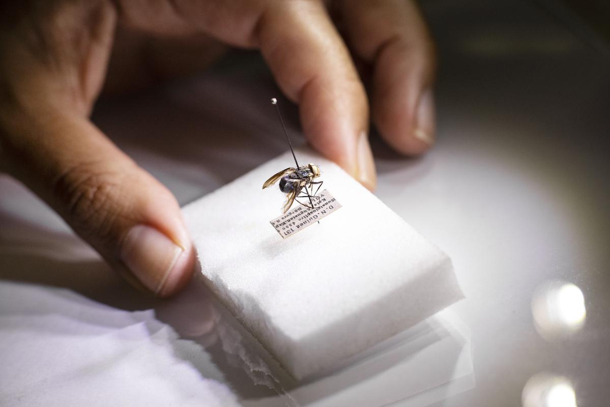 Um die Welt gereist: Diese Fliege stammt aus Guinea, andere kommen aus China, Madagaskar, Kamerun Um die Welt gereist: Diese Fliege stammt aus Guinea, andere kommen aus China, Madagaskar, Kamerun