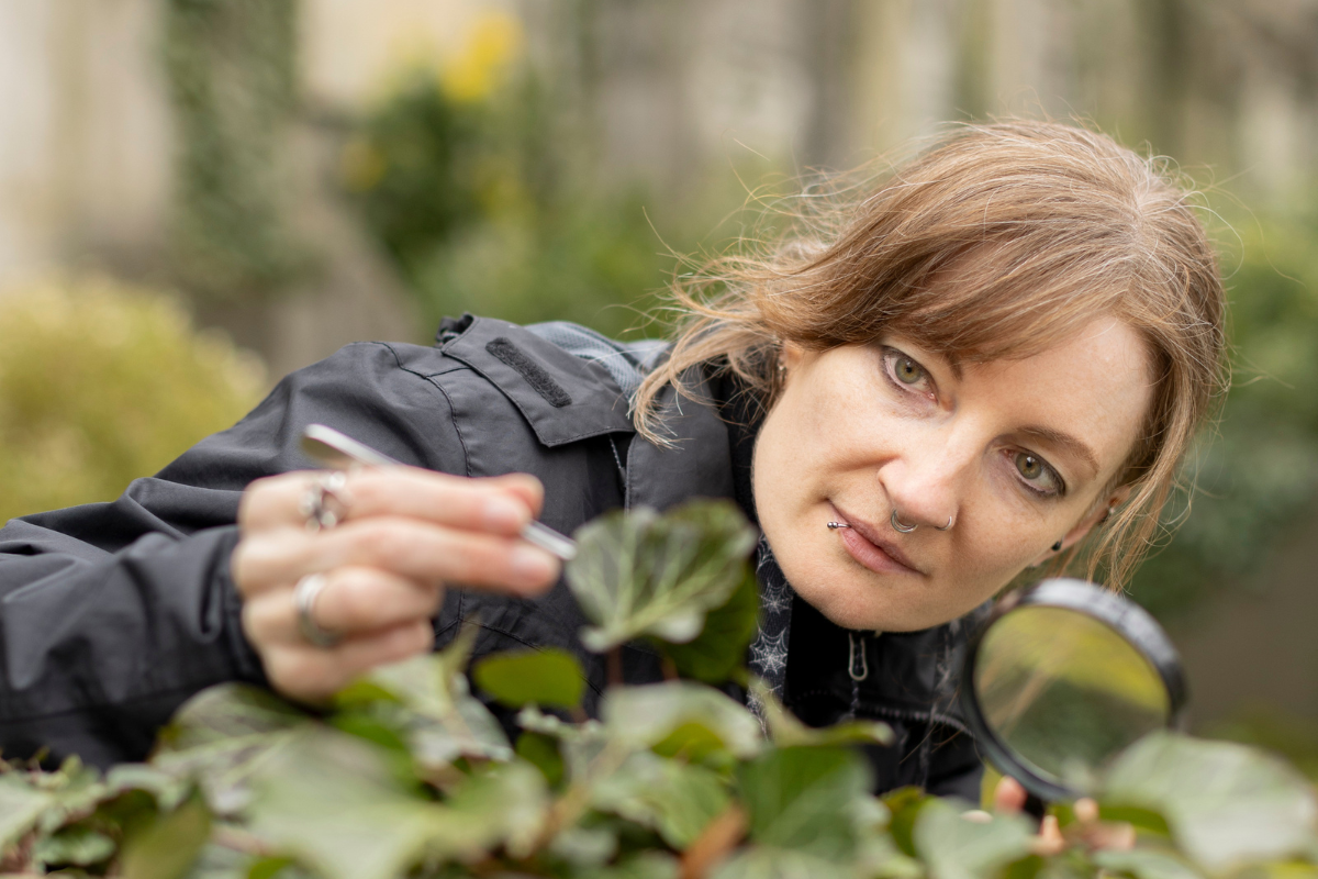 Katharina von Oheimb mit einer Pinzette über Efeublätter gebeugt, um nach Schnecken zu suchen.