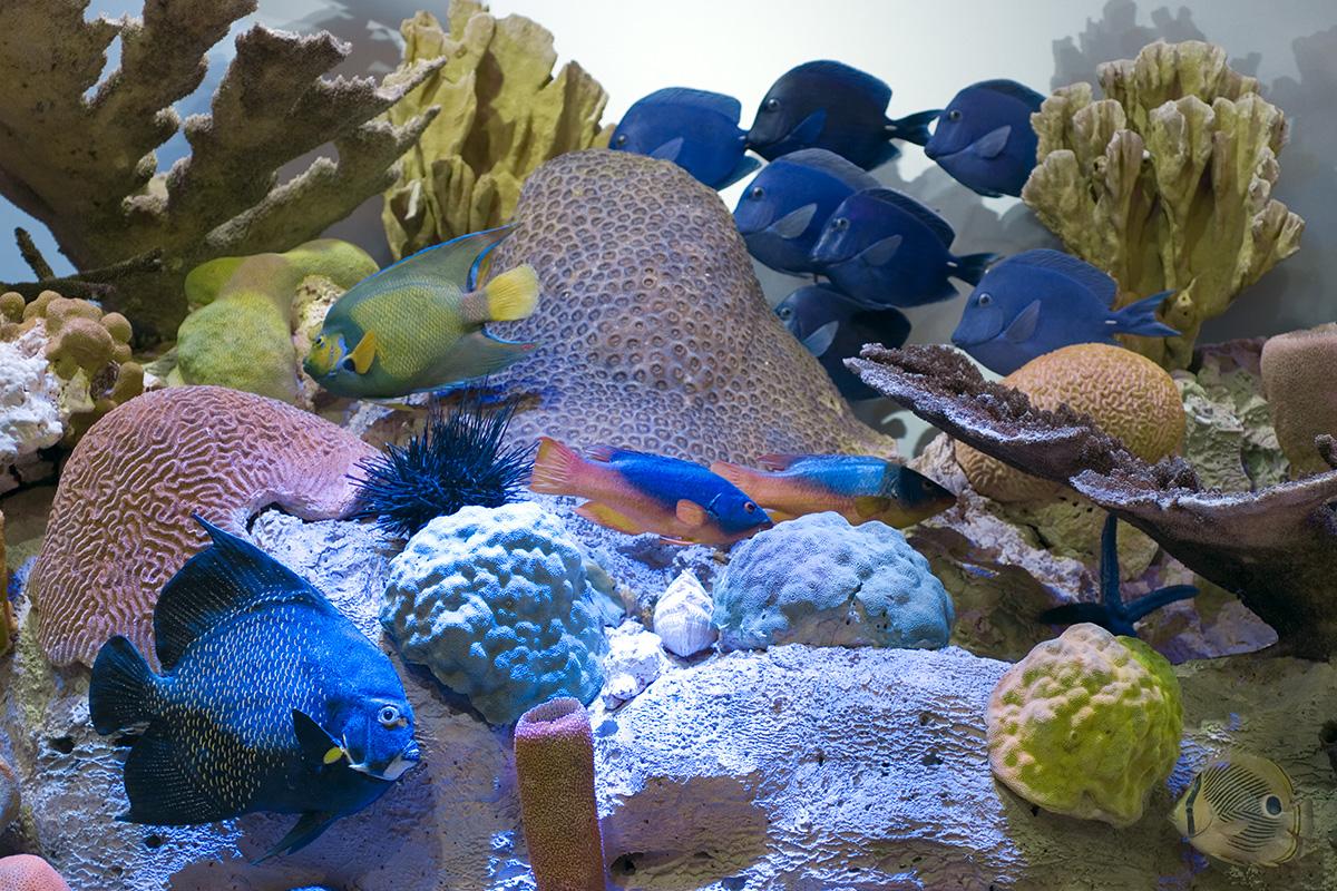Korallenriff Diorama