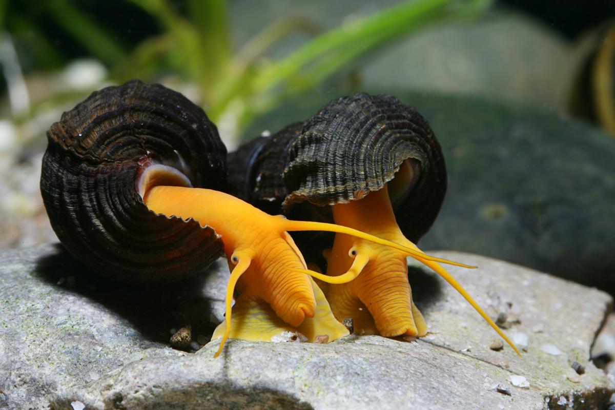 Süßwasserschnecke 