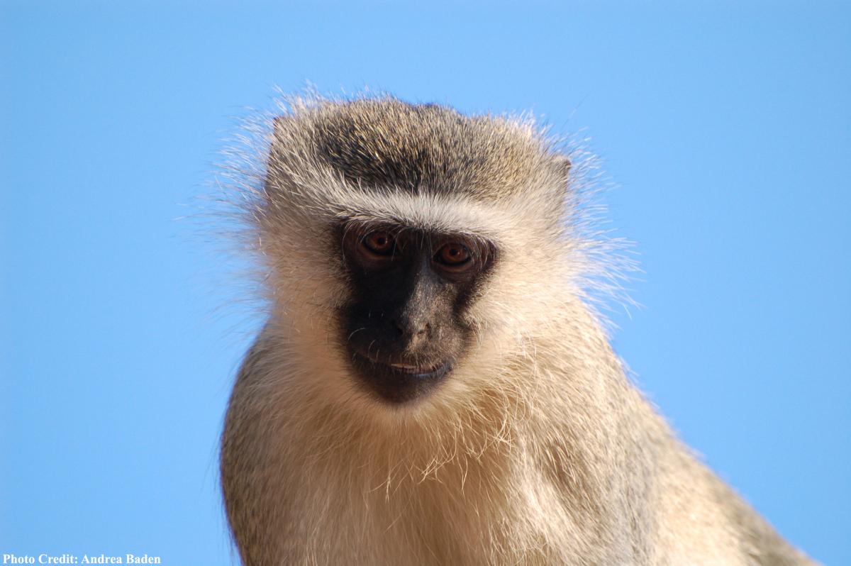 Grünmeerkatze