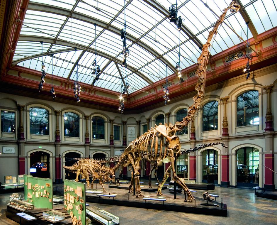 Riesen-Dinos Sauropoden