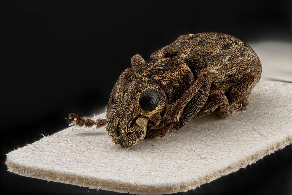 Insect portrait from the collection of the MfN called  also Sitona longulus called Enlongated leaf weevil