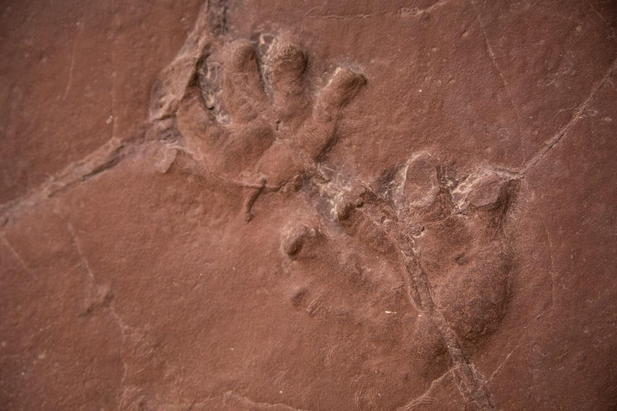 Fossilized tracks of Orobates pabsti, an early lizard-like terrestrial vertebrate.
