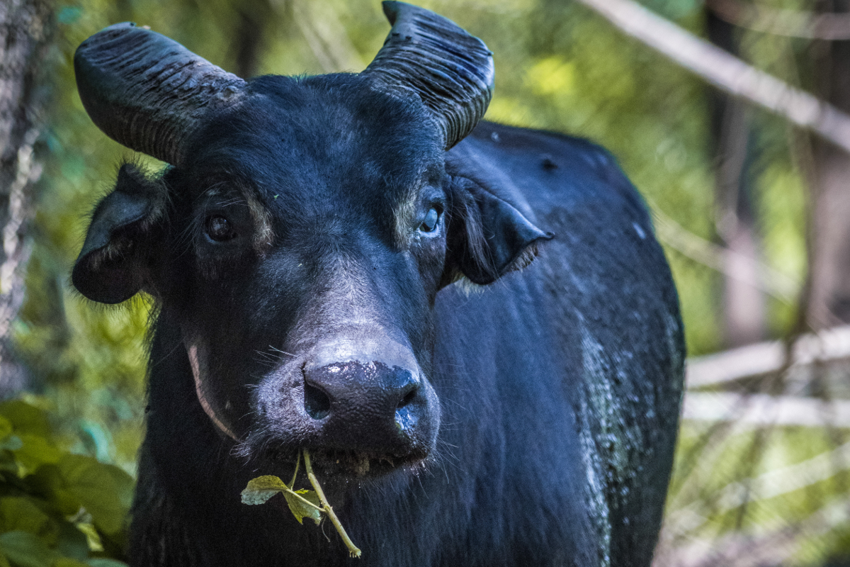 Tamaraw_@ Gab_Meija