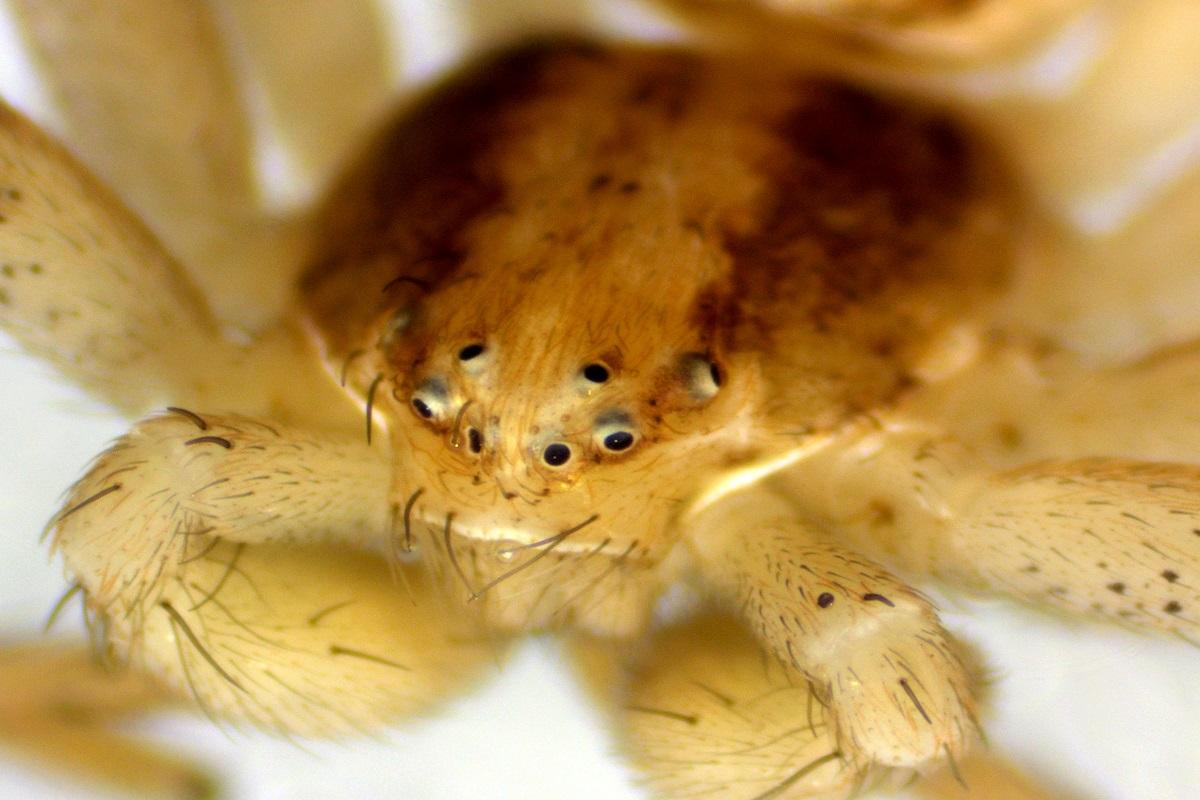 Nahaufnahme einer Krabbenspinne (Thomisidae). 