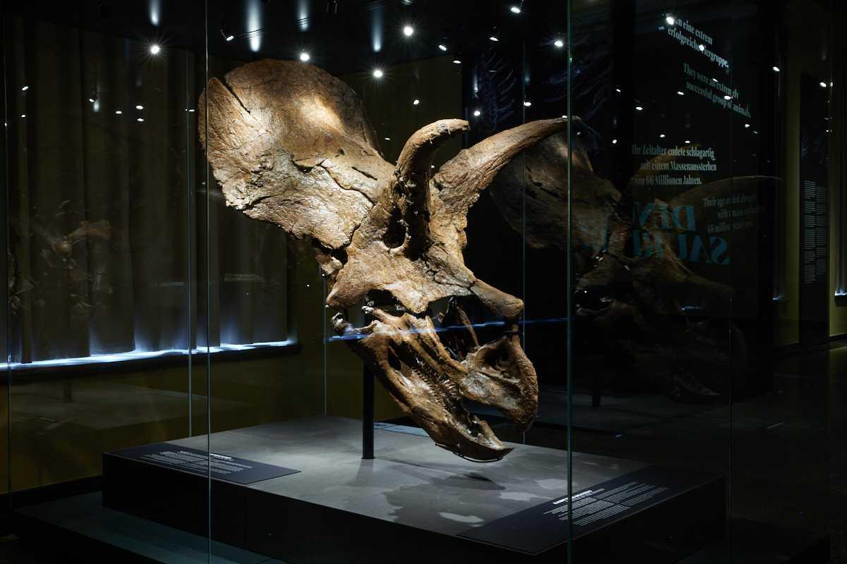Triceratopsschädel Amalie in der Ausstellung Dinosaurier!