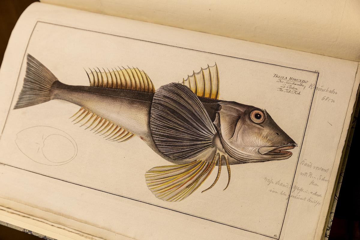 Abbildung des Trigla hirundo Abbildung des Trigla hirundo