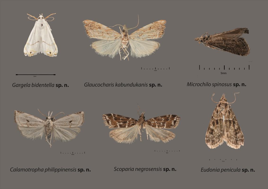 Es werden sechs verschiedene neu beschriebene Zünslerarten aus den Phillipinen gezeigt.