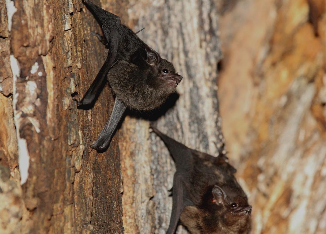 Mutter-Jungtier Paar der großen Sackflügelfledermaus im Tagesquartier