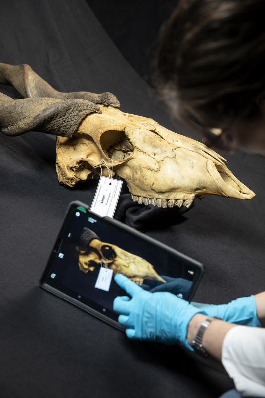 Digitalisierung Säugetiersammlung Digitalisierung Säugetiersammlung