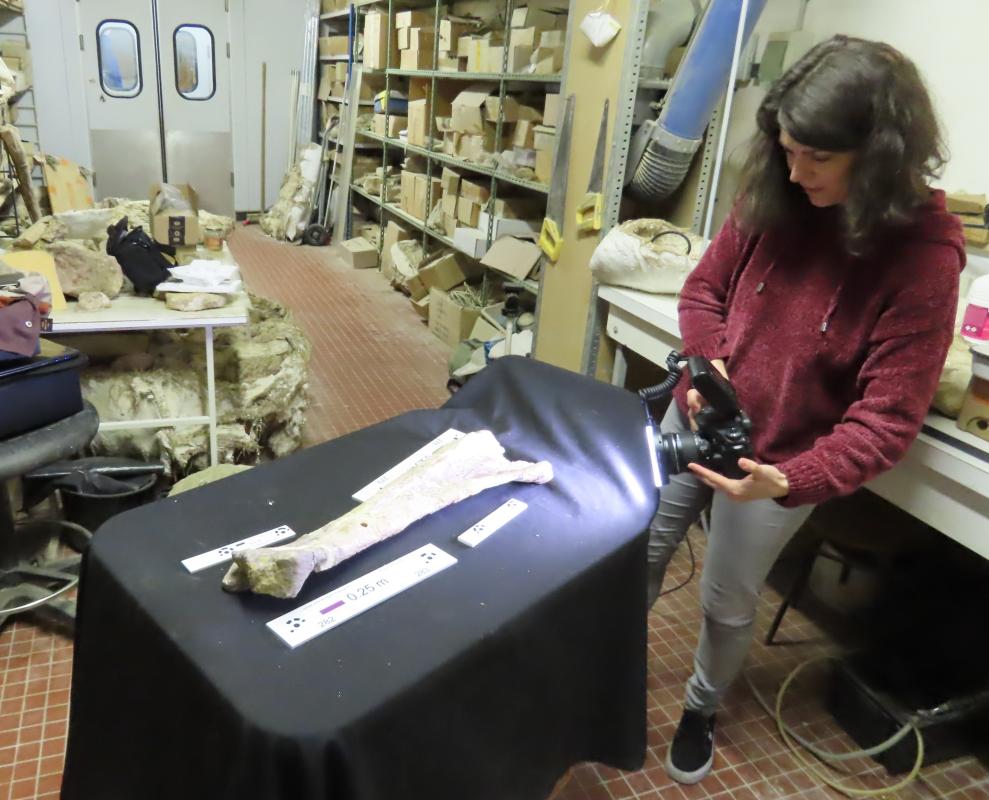 Scientist photographs a large bone