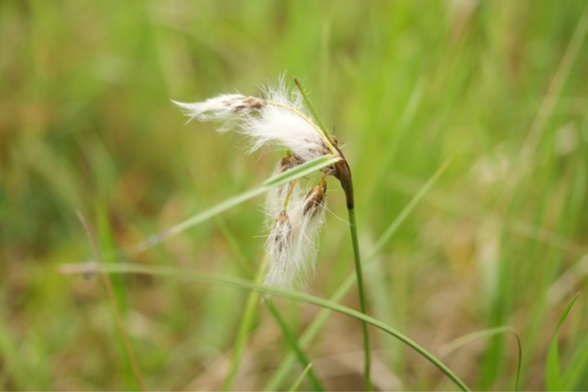 Frontalansicht von Wollgras mit grünen Hintergrund 