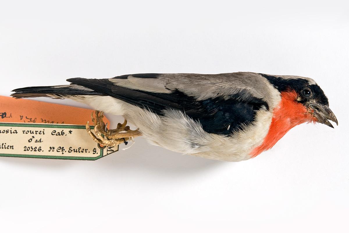 Balg von Rubinkehltangare, Männchen Balg von Rubinkehltangare, Männchen