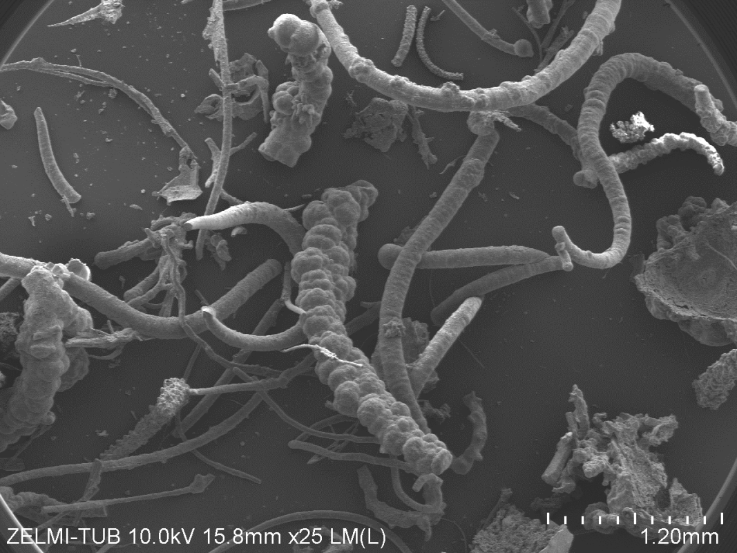 Rasterelektronische Aufnahme von fossilen Mikroben