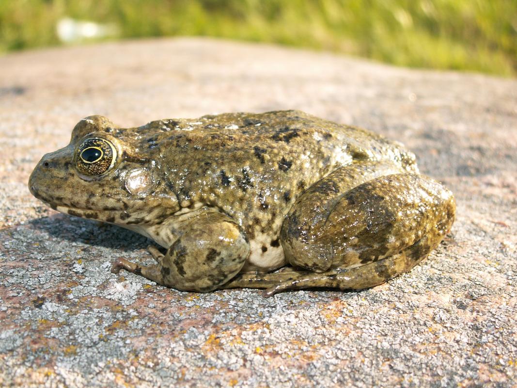 Zypernwasserfrosch