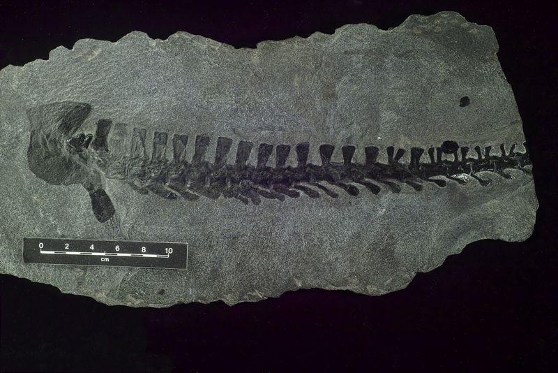 Fossilien aus dem mitteldeutschen Kupferschiefer gehören mit zu den ältesten durch Menschen entdeckten Fossilien.