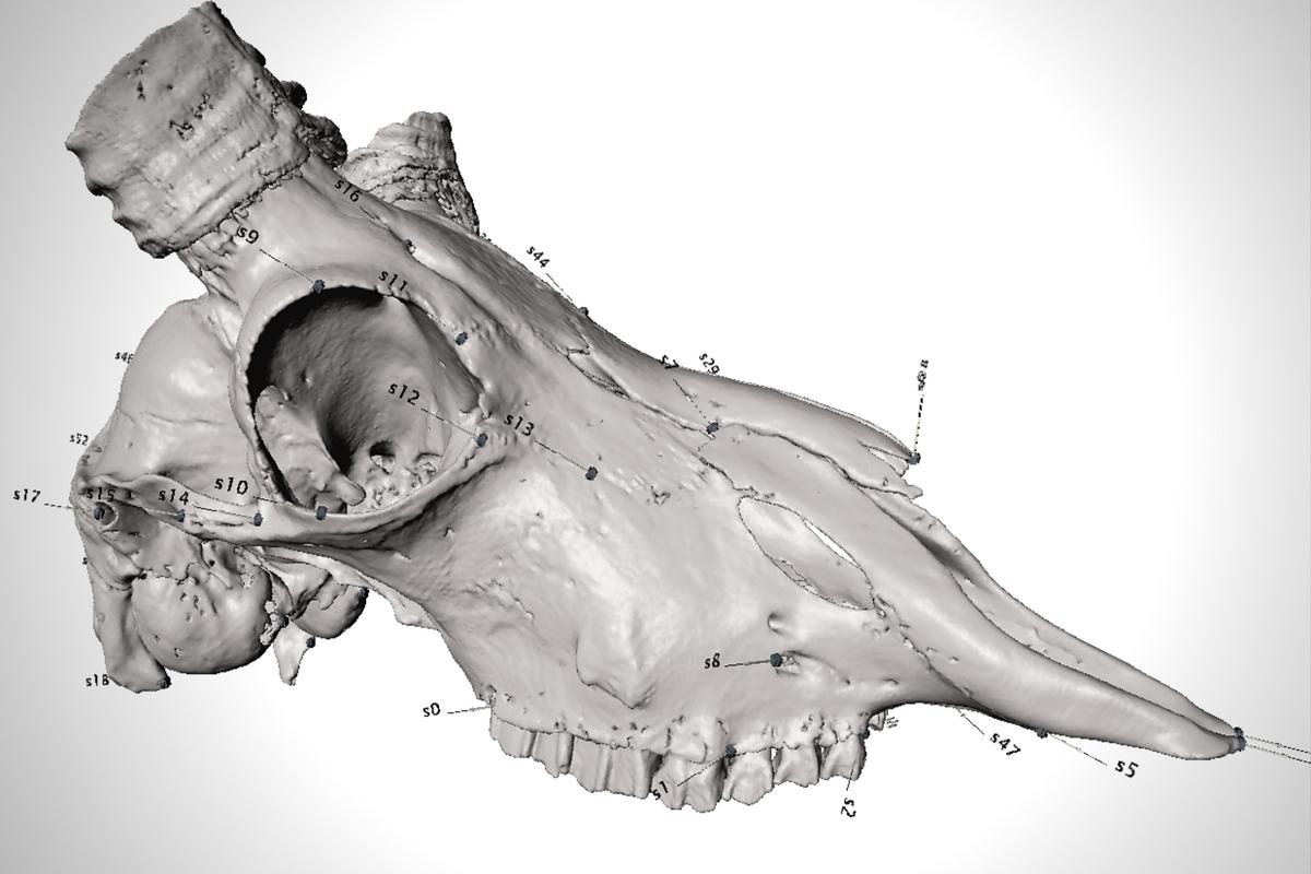 Referenzpunkte, sogenannte Landmarken, aufgetragen auf ein 3D-Schädelmodell einer Antilope