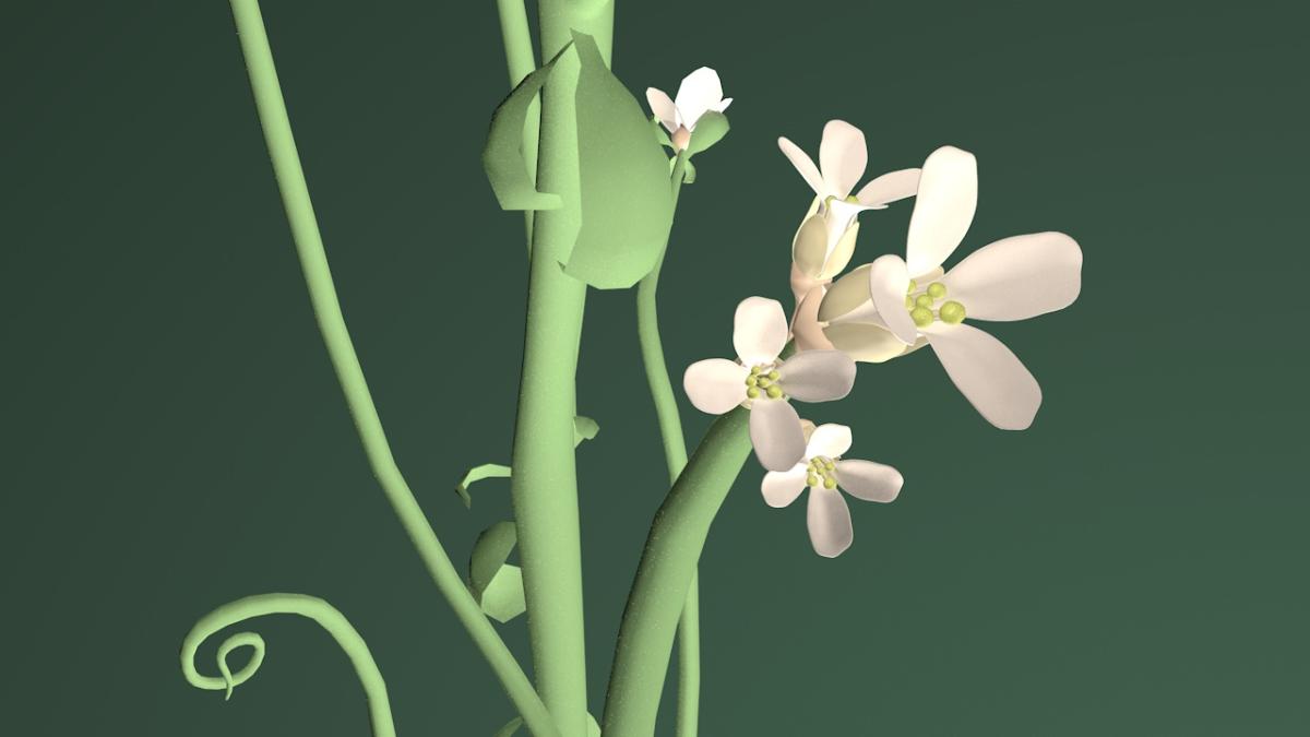 supermarkt_arabidopsis