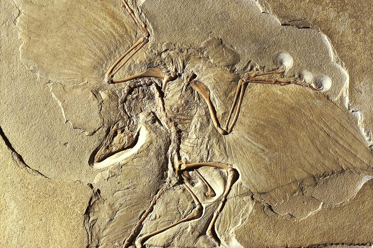 Archaeopteryx - MfN Berlin