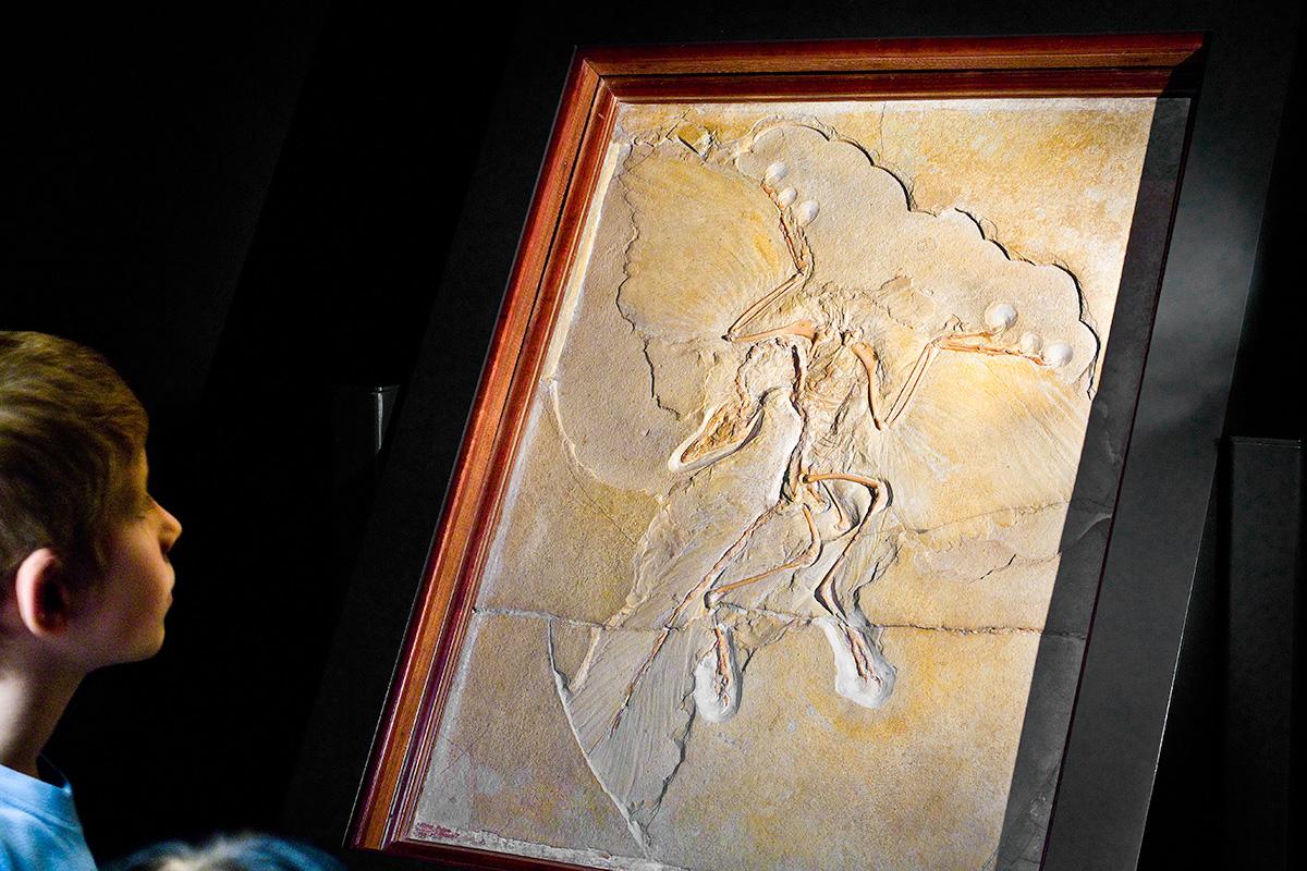 Auf dem Foto betrachten Kinder den Urvogel Archaeopteryx, dieser weist Merkmale von Reptilien und Vögeln auf.