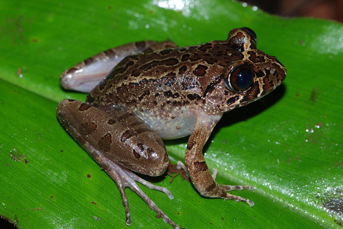 Berg-Nachtfrosch Astylosternus montanus manengouba