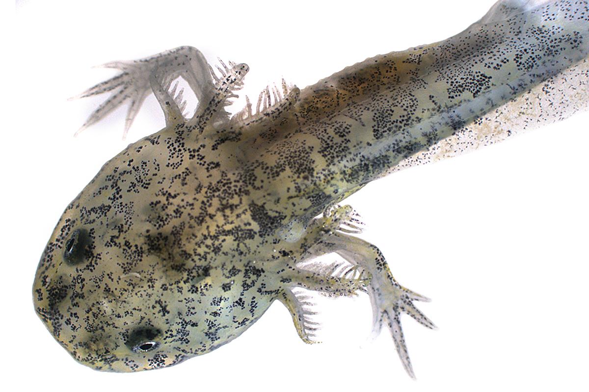 The Evolution Of Regenerative Capacities In Tetrapod Limbs A Deep Time Perspective Combining Extant And Fossil Data Museum Fur Naturkunde The Evolution Of Regenerative Capacities In Tetrapod Limbs A Deep Time Perspective Combining Extant And Fossil Data Museum Fur Naturkunde