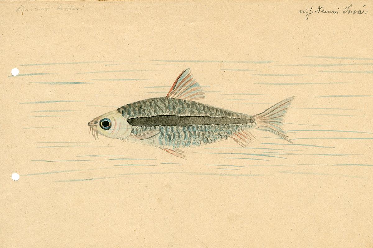 Historisches Aquarellzeichnung eines Fisches "Barbus kessleri" von Georg August Zenker