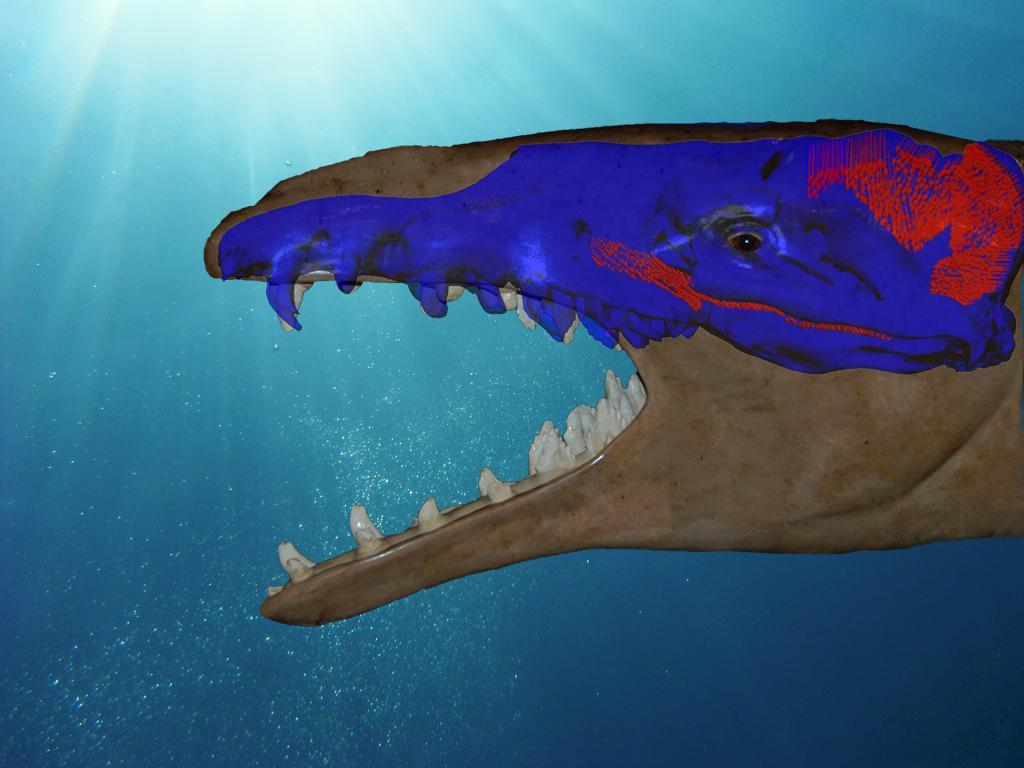 Basilosaurus - largest bite force Earth ever seen | Museum für Naturkunde Basilosaurus - largest bite force Earth ever seen | Museum für Naturkunde