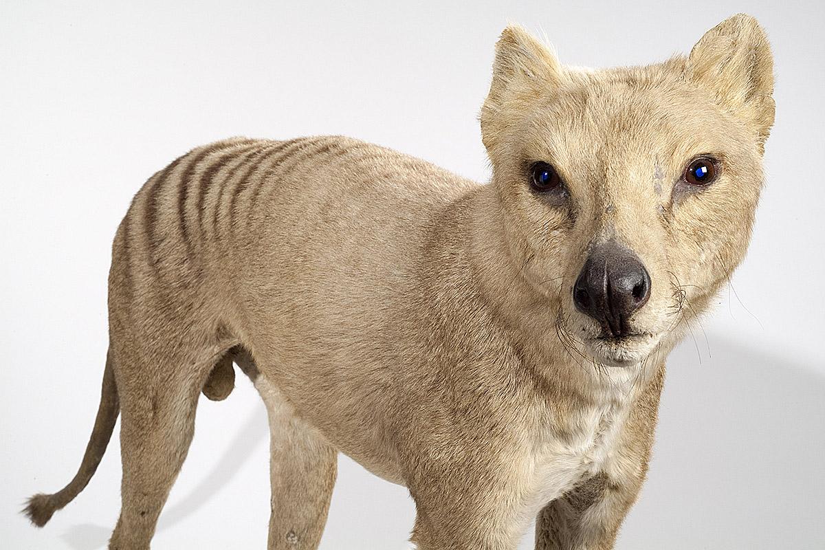 Das Foto zeigt den Beutelwolf von der Seite, sein Fell ist hellbraun.