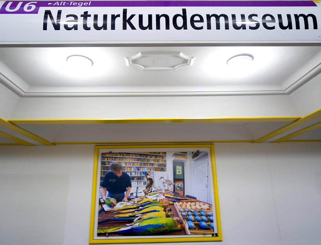 U-Bahnhof Naturkundemuseum